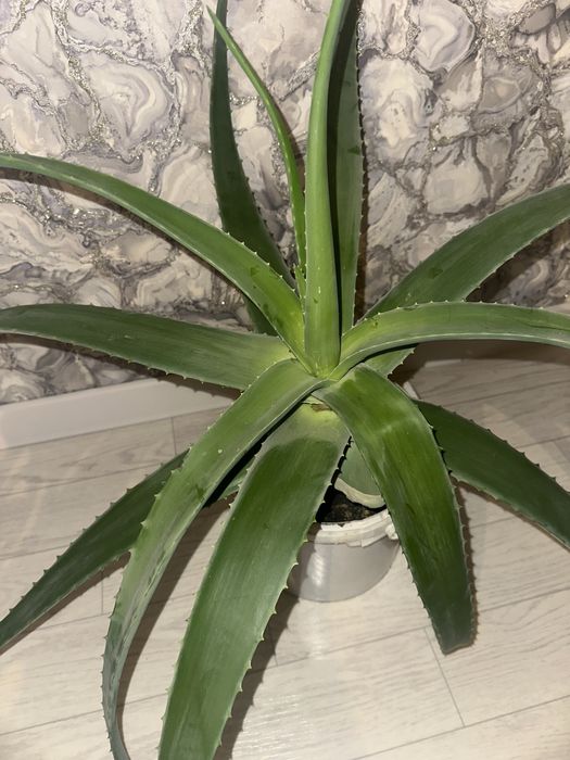 Алоэ вера 4 летная