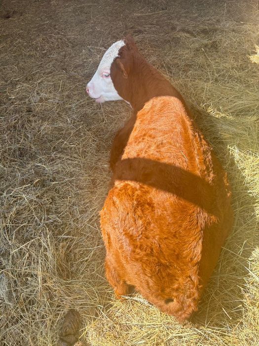 Теленок 3 месеца