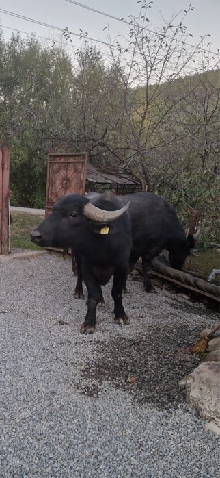 Bivol de vanzare