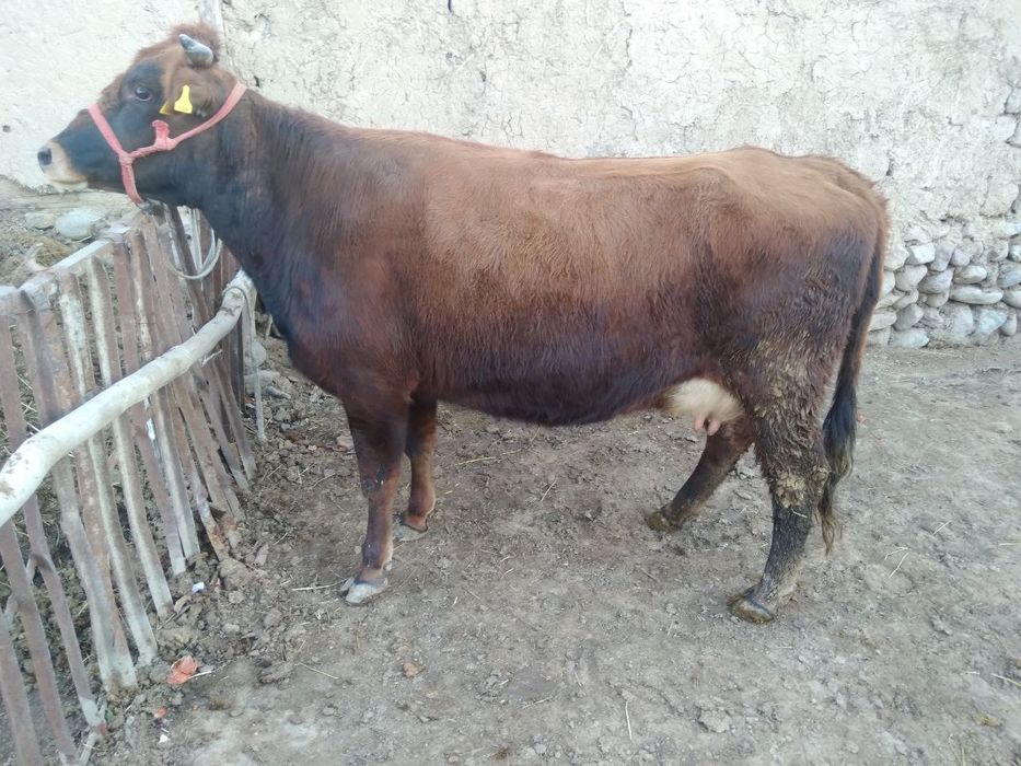 Ona bola sigir sotiladi