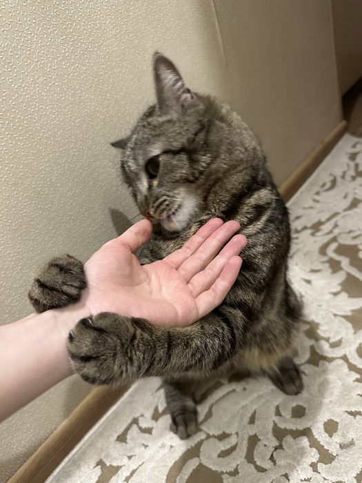 Кот в хорошие и добрые руки!