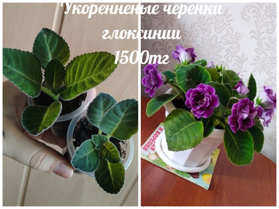 Продам комнатные растения