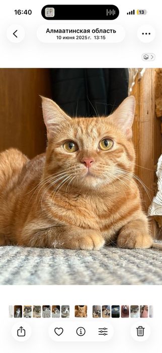 Коты в заботливые руки