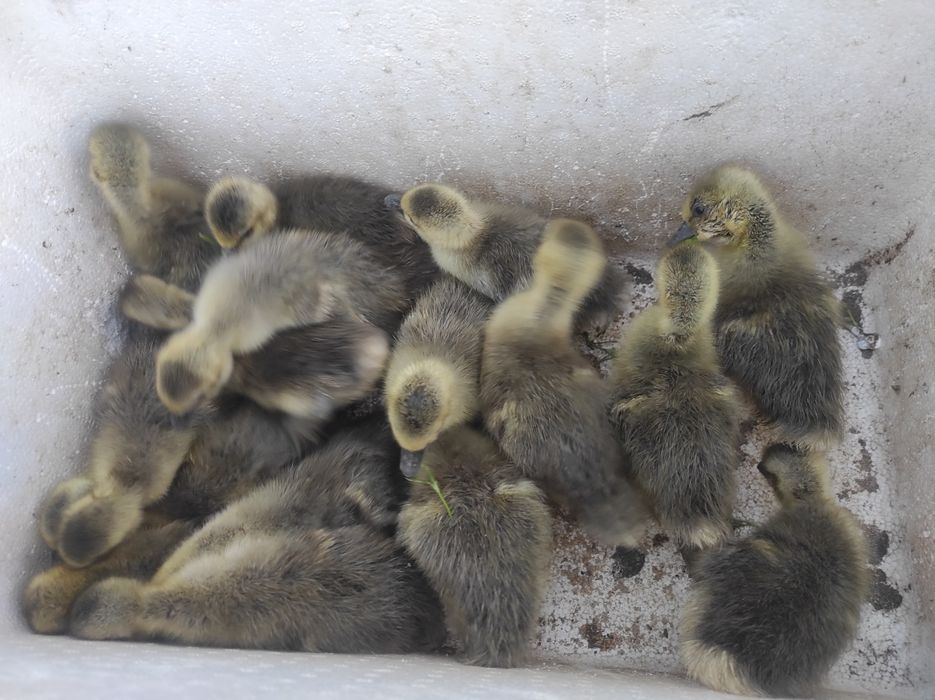 Гусята крупно серая