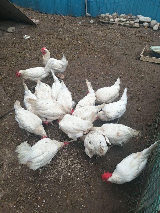 Курочки несушки срочно