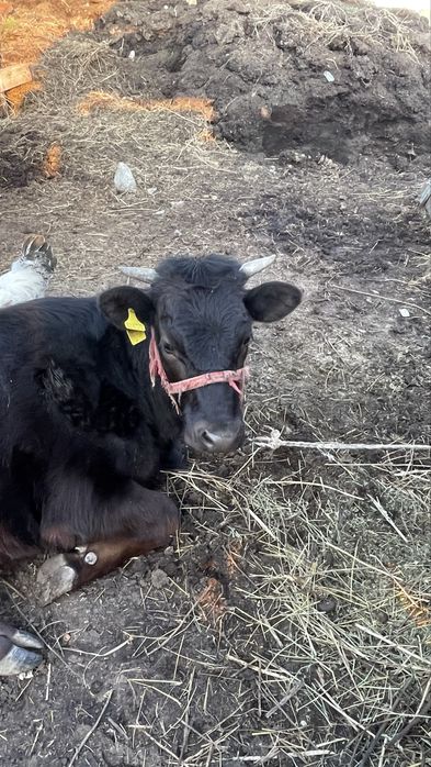 Продается телка 1,5 год. село Рыскулова