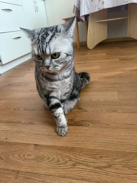 Отдам  кошку в хорошие руки