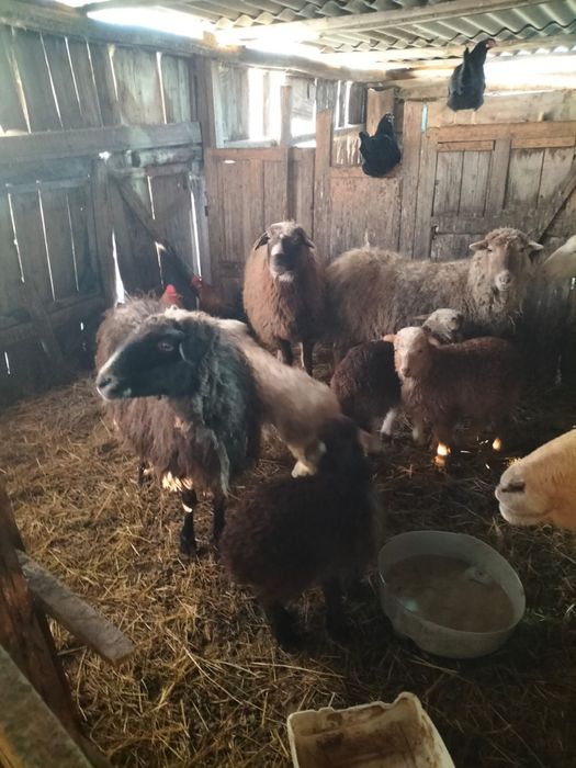 Қой баран тоқтылар