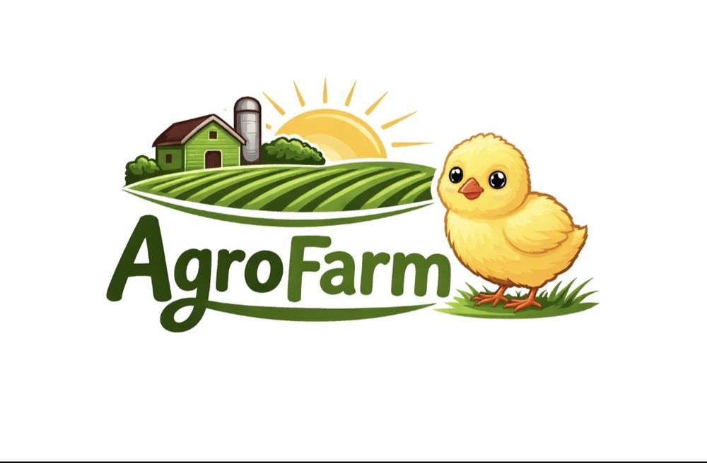 Puișori de o zi rasă mixta si alb de carne