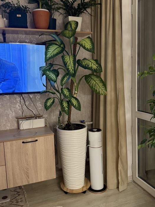 Продам комнатное растение