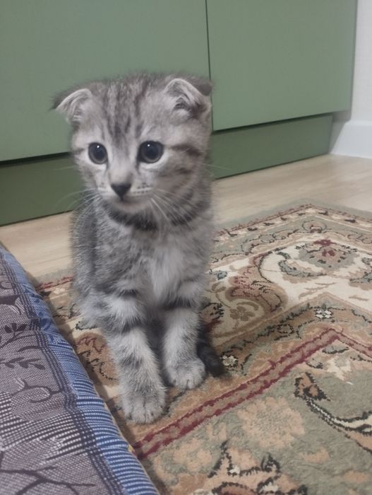 Котенок , 2 месяца , вислаухая