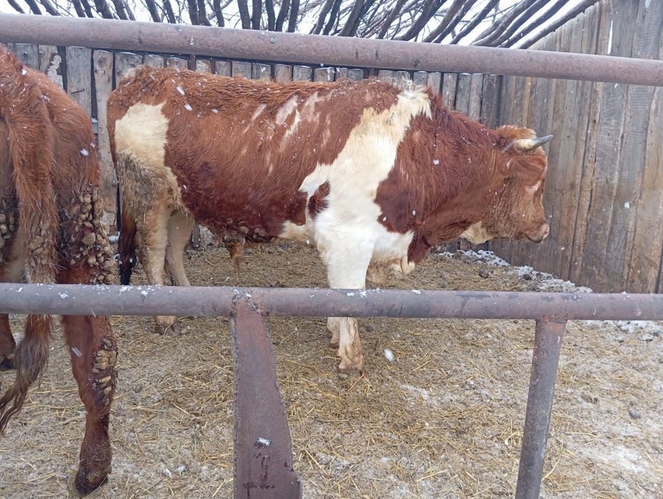 Продам Быка симментал