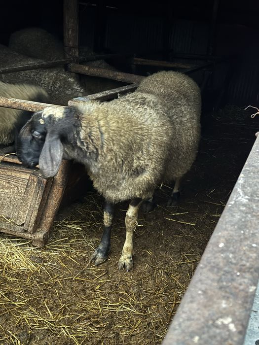 Vand berbec carabas bulgaresc