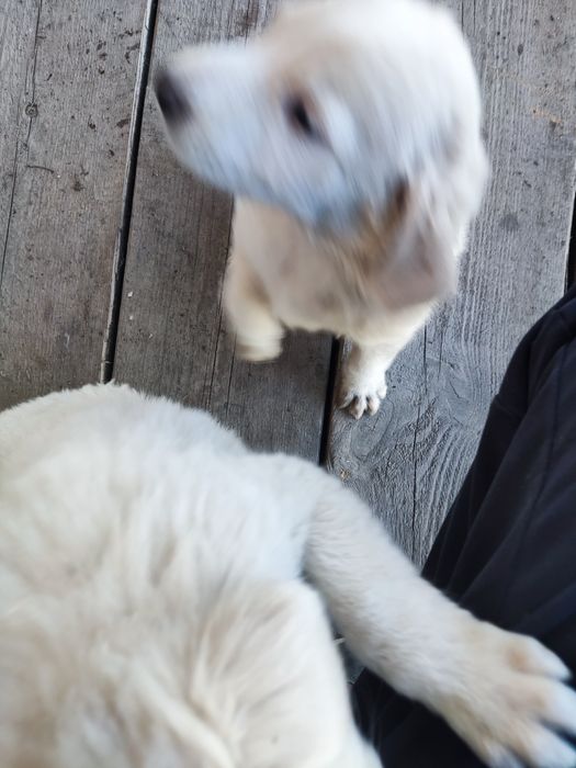 Продам щенят "Тазы"