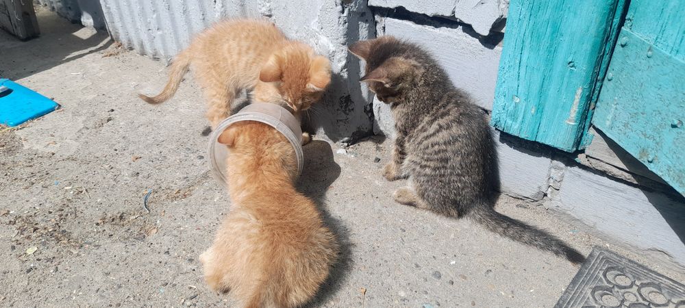 Отдам в хорошие руки