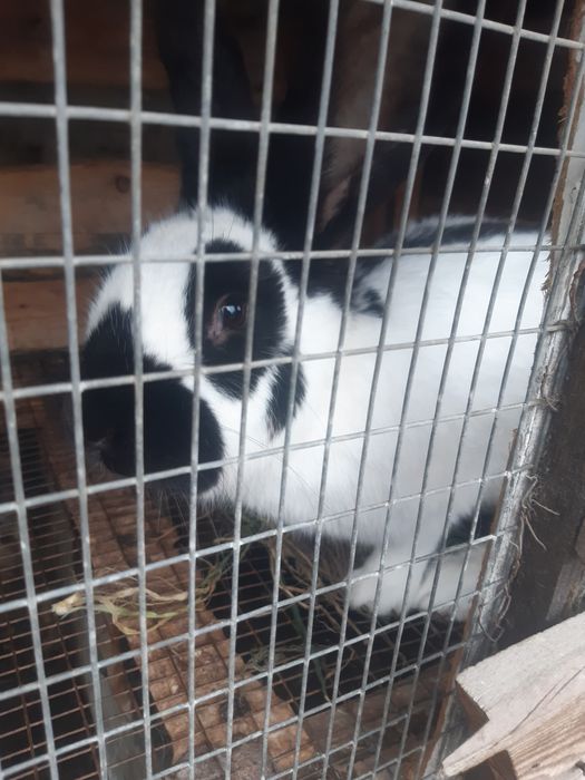 Продавам эайци мъжки/женски