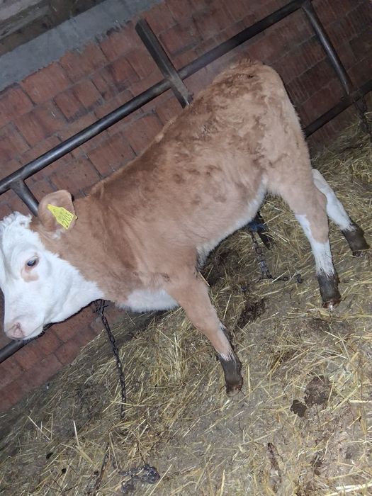 Vițea balțată romaneasca