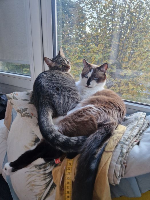 Donatie pisicute