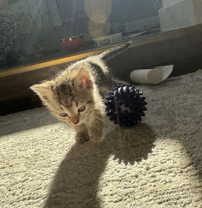 Отдам котят в добрые руки
