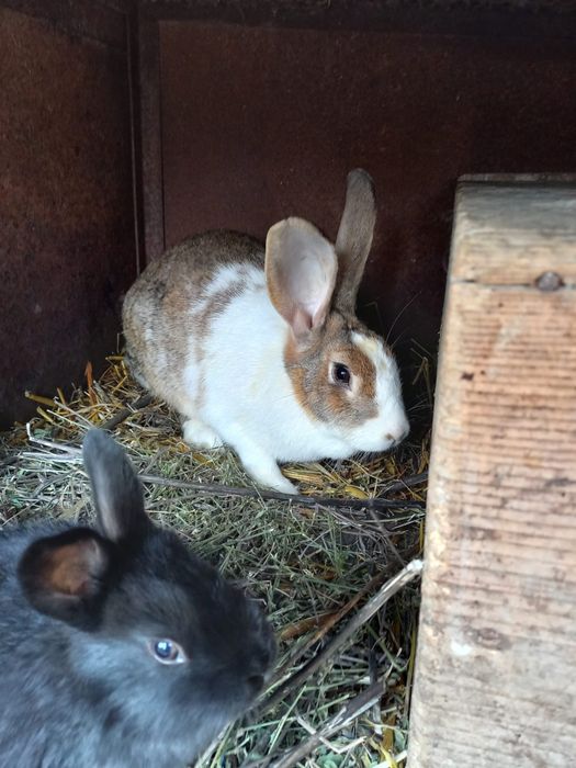 Vând iepuroaică Hycol – 11 luni