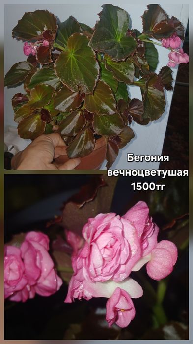 Продам разные растения