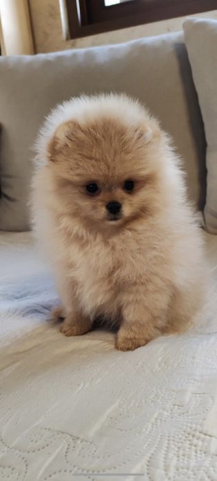 Померан мини женско