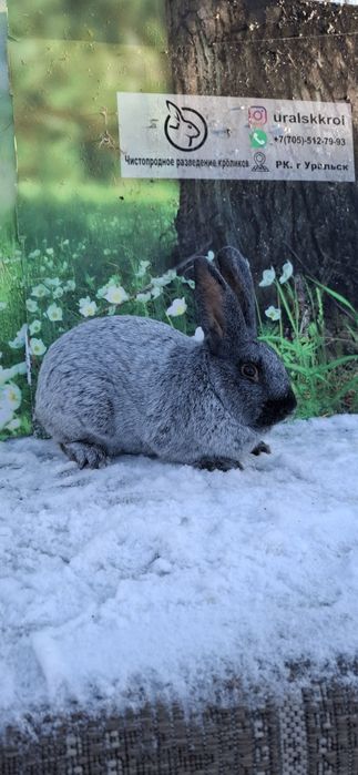 Кролики чистопородные