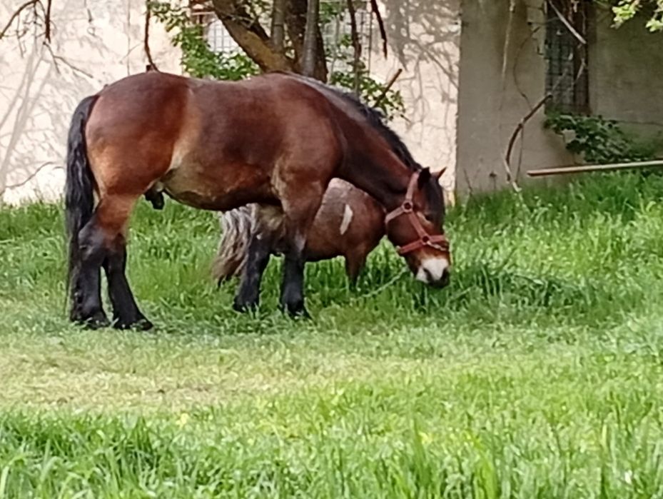 Cal de 3 ani de vânzare