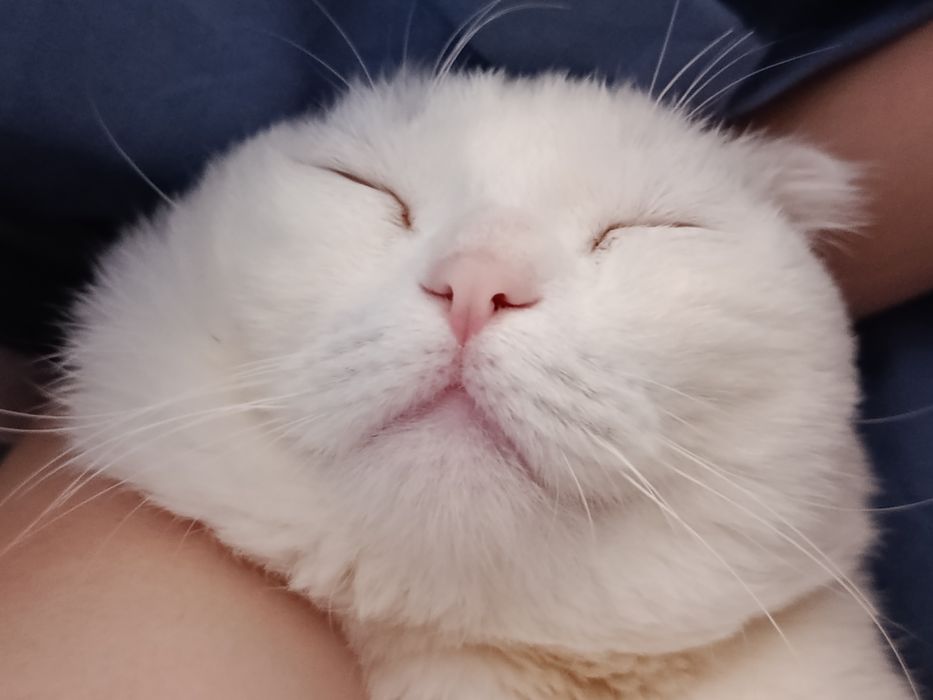 Скоттиш Страйт девочка