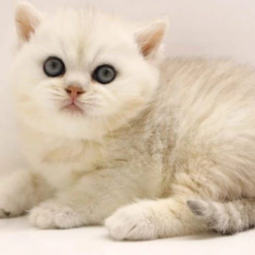 КотЯта  ОчаРоваШки БриТашки