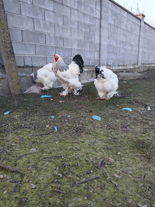 Vând o pereche găini rasă HD .