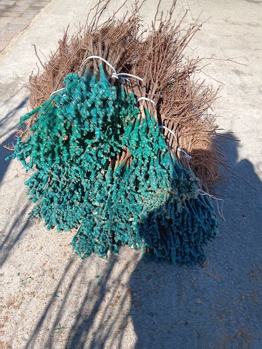 Лозов посадъчен материал