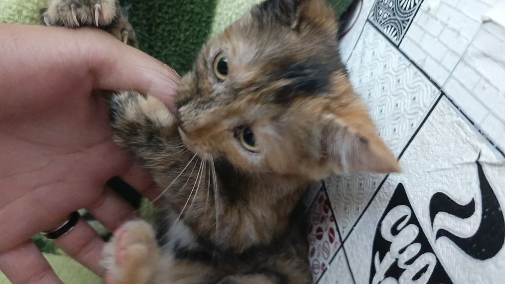 Отдаем котенка и мать