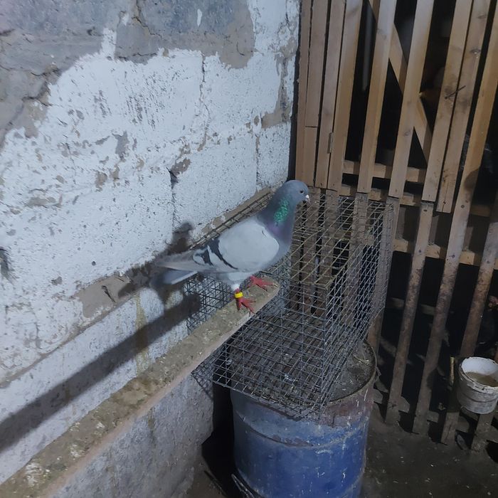 Уди самец лет с игрой