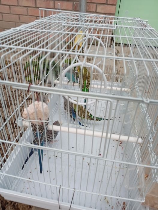 Toti qushlar sotiladi