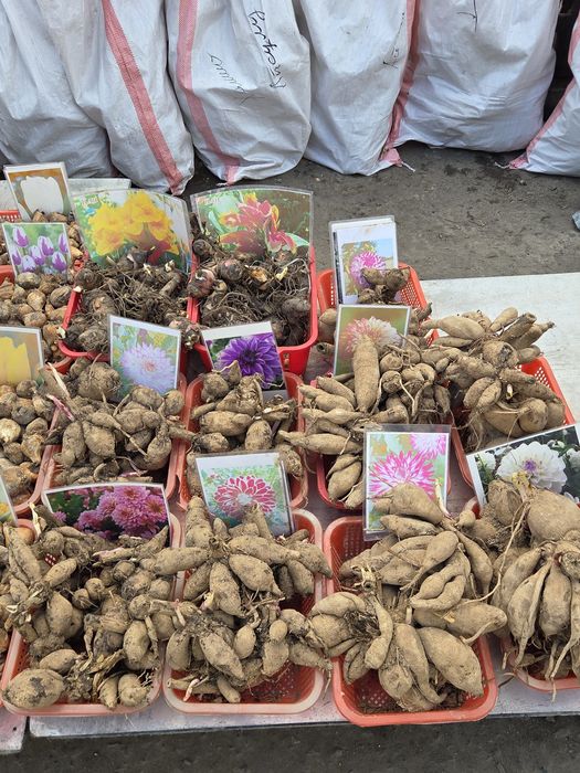 Рассада все виды.