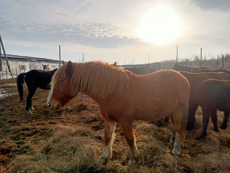 Продам лошадей 25 голов