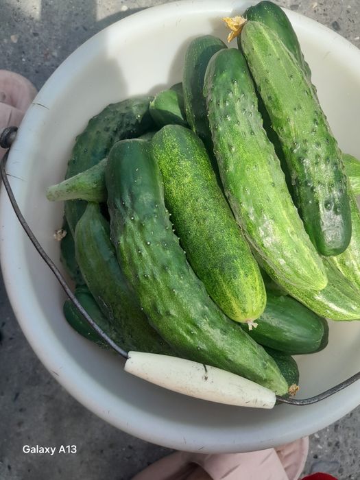 Продам домашний огурцы