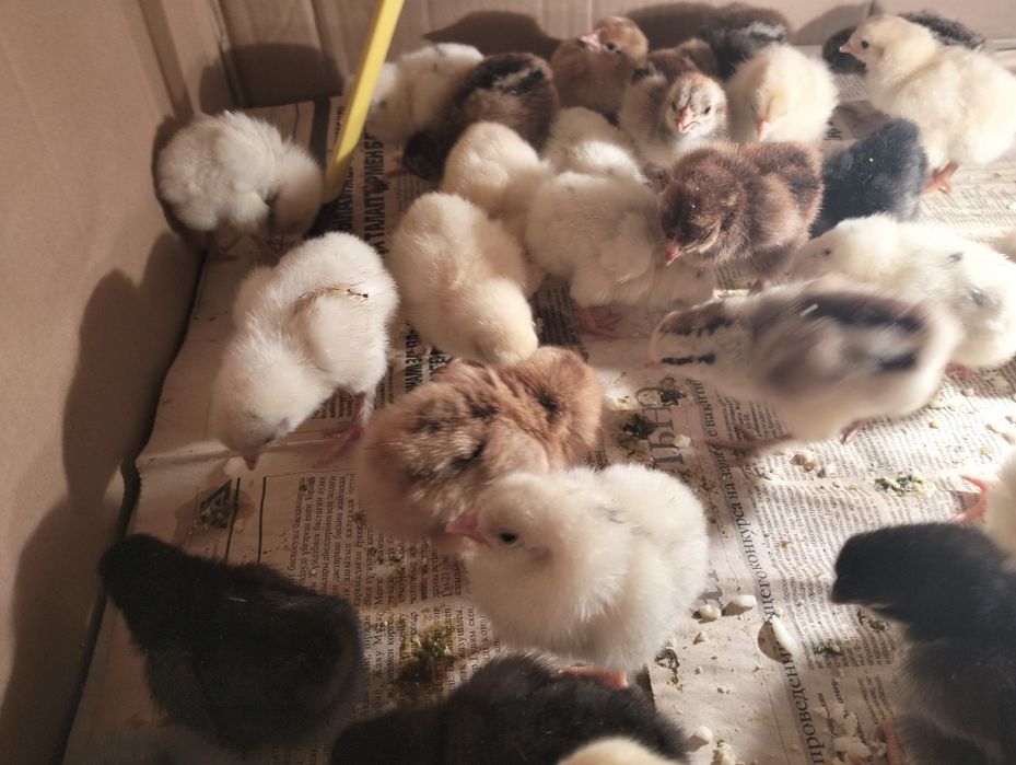 Балапандар !!7273