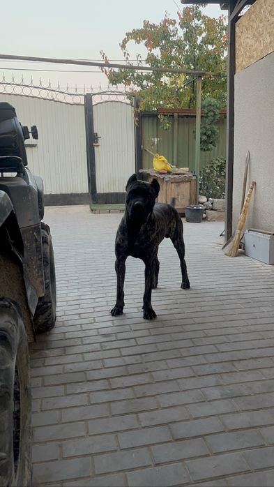 Вязка Кане-Корсо