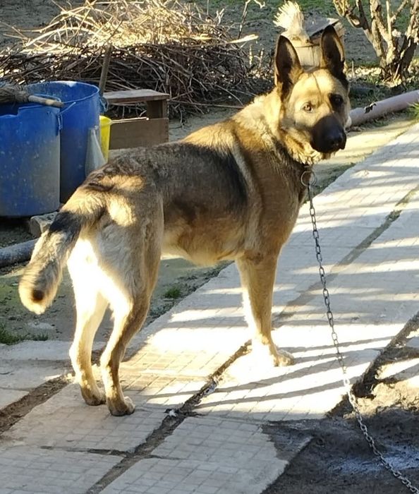 Немска овчарка .