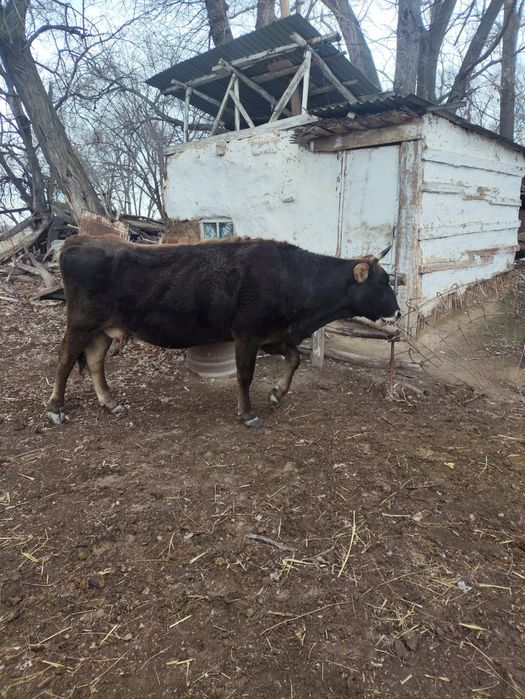 Продам коров молодые