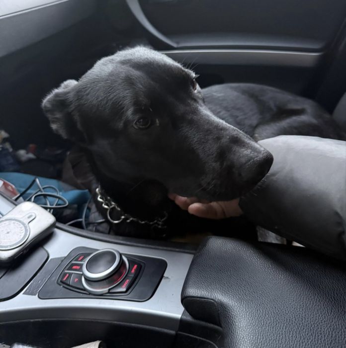 Ciobanesc belgian carbon