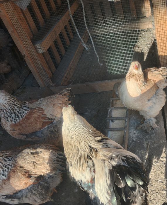 Vand 3 cocosi de Brahma