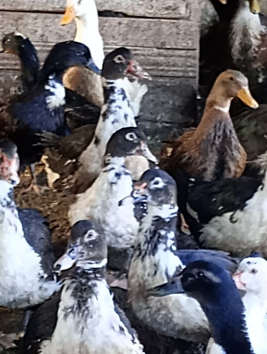 Неми патици,мускусни-бартер.