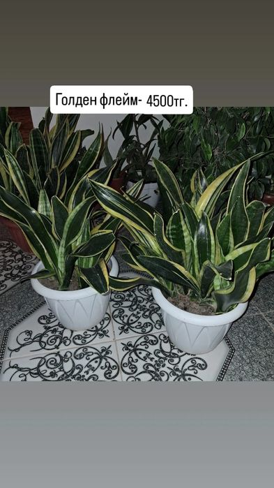 Домашние цветы Мырзакент