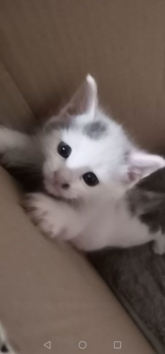 Котята домашние маленькие