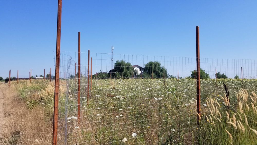 Teren intravilan in Ciorogârla/Darvari Acte la Zi
