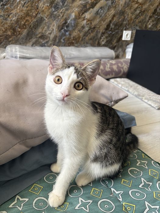Котенок 9 месяцев