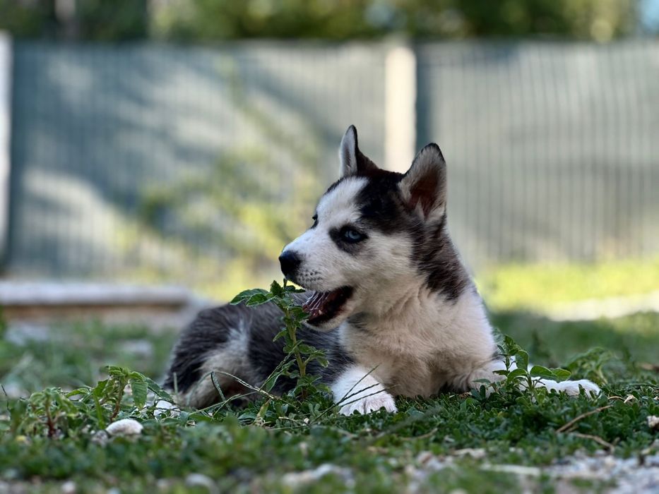 Femela husky siberian!